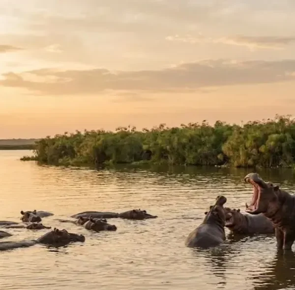 Hippos on Kazinga Channel Queen Elizabeth National Park Uganda
