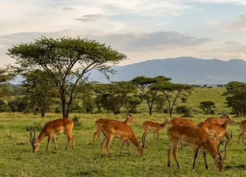 Queen Elizabeth National Park Safari — 3 Days / 2 Nights