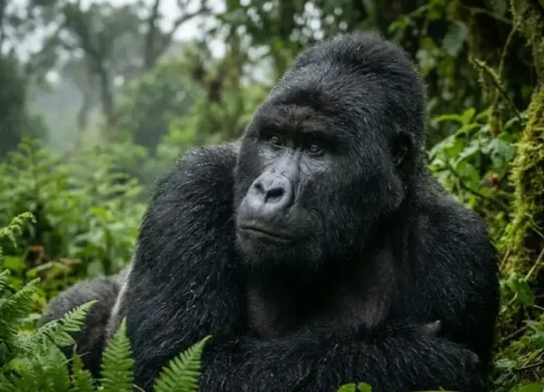 The Ultimate First-Timer’s Guide to a Uganda Safari