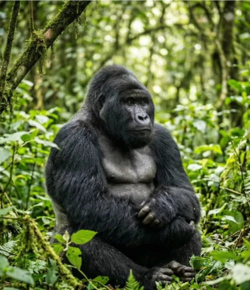 Bwindi Impenetrable Forest